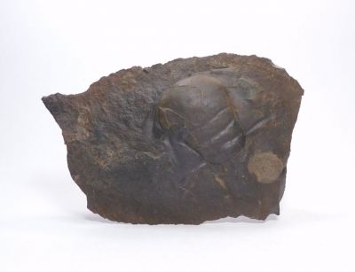 Trilobit Paradoxides Gracilis - Jince u Příbrami
